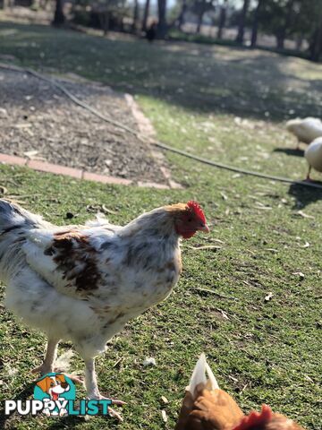 2 black splash roosters