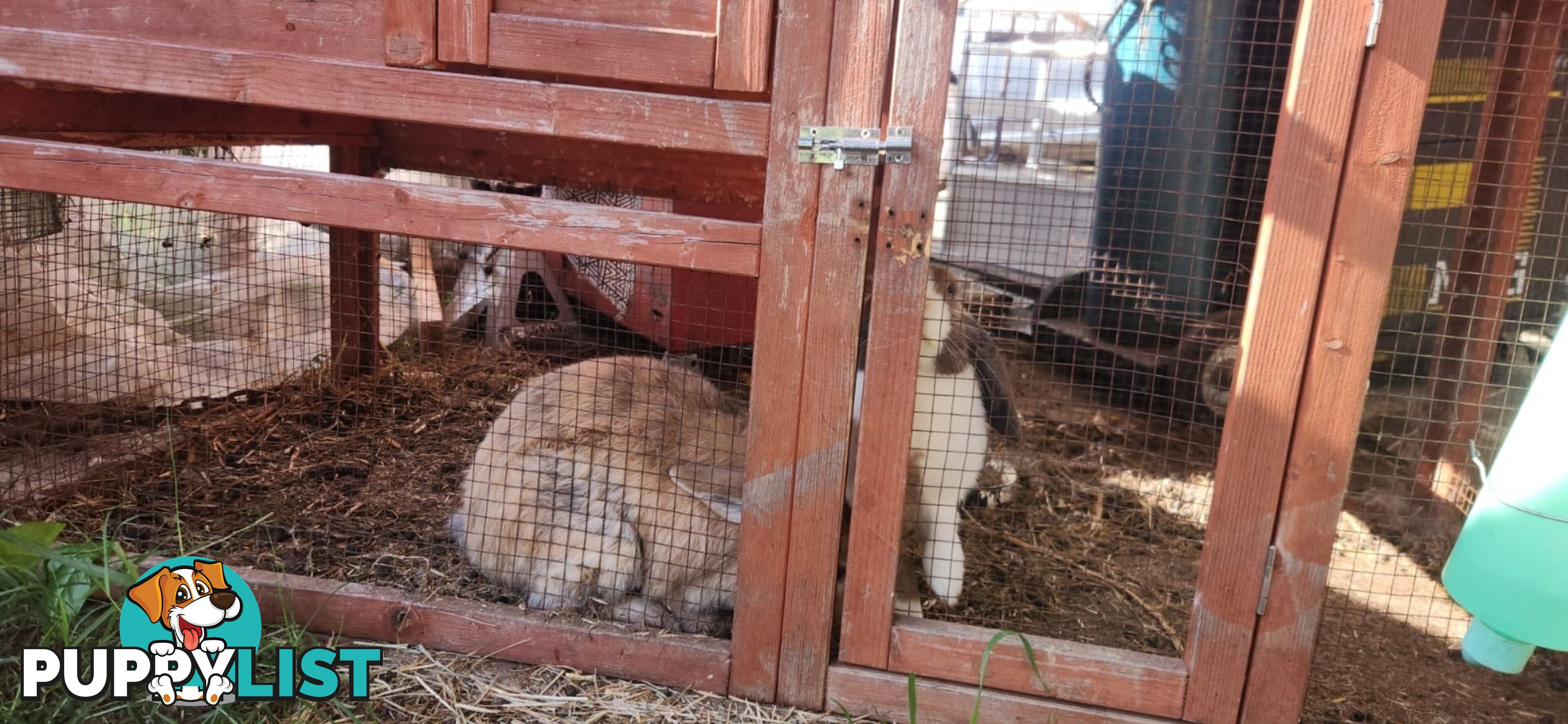Healthy 2 Loop Rabbits + With Hutch and Cage
