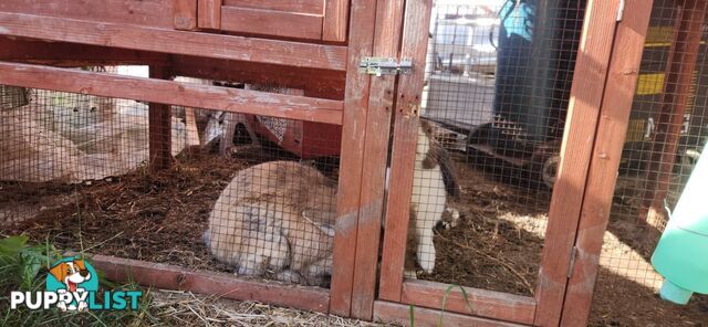 Healthy 2 Loop Rabbits + With Hutch and Cage