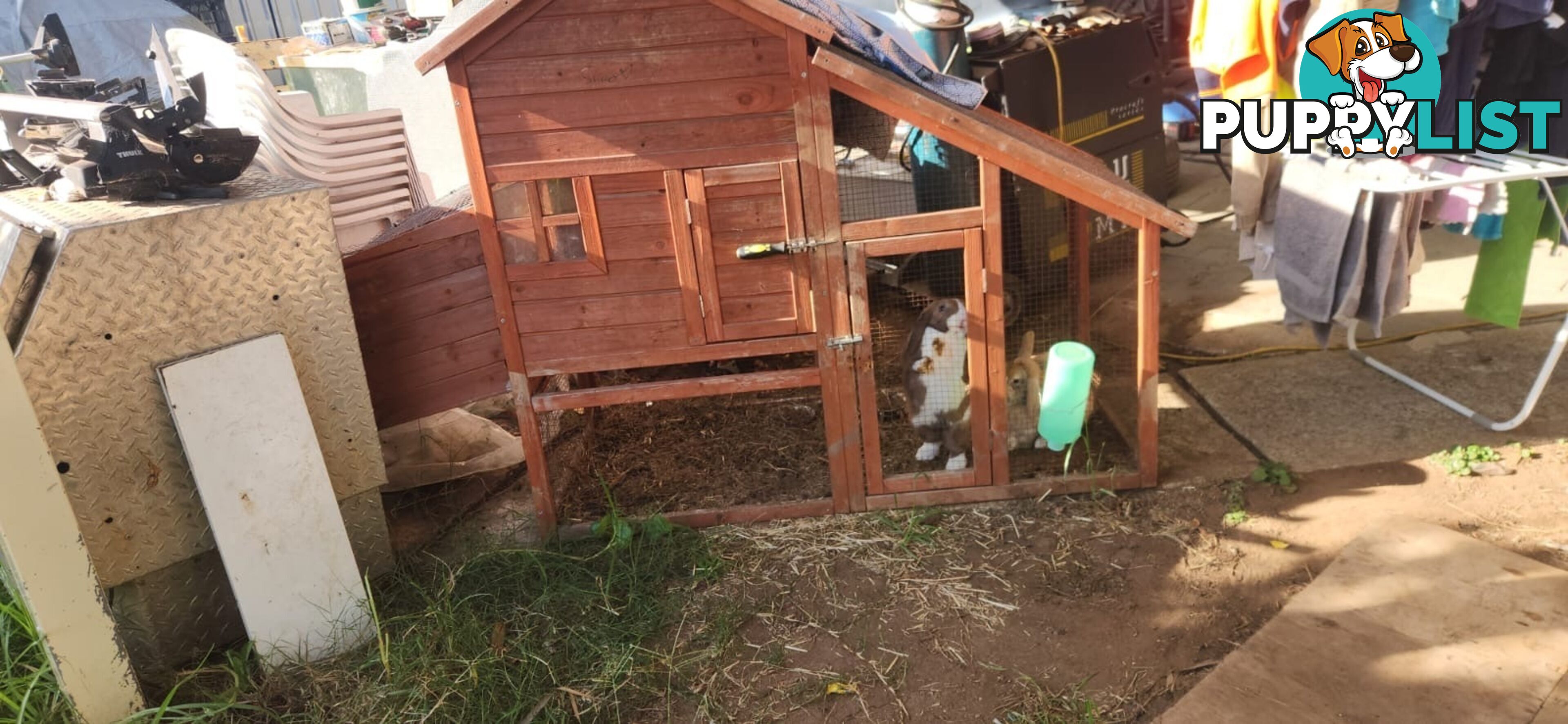 Healthy 2 Loop Rabbits + With Hutch and Cage