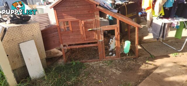 Healthy 2 Loop Rabbits + With Hutch and Cage