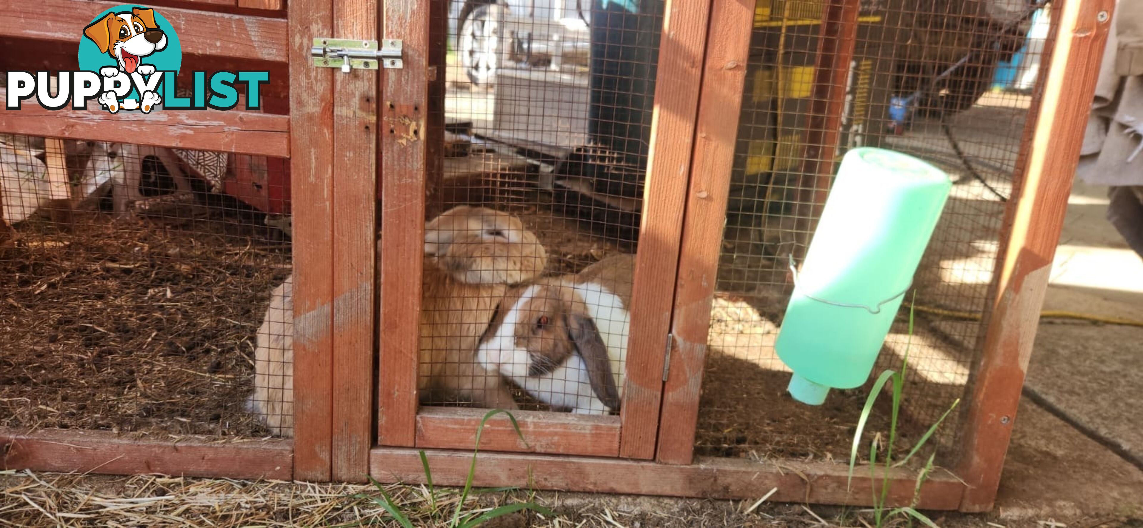 Healthy 2 Loop Rabbits + With Hutch and Cage