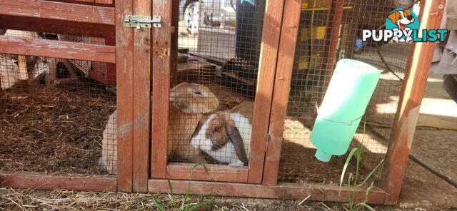 Healthy 2 Loop Rabbits + With Hutch and Cage