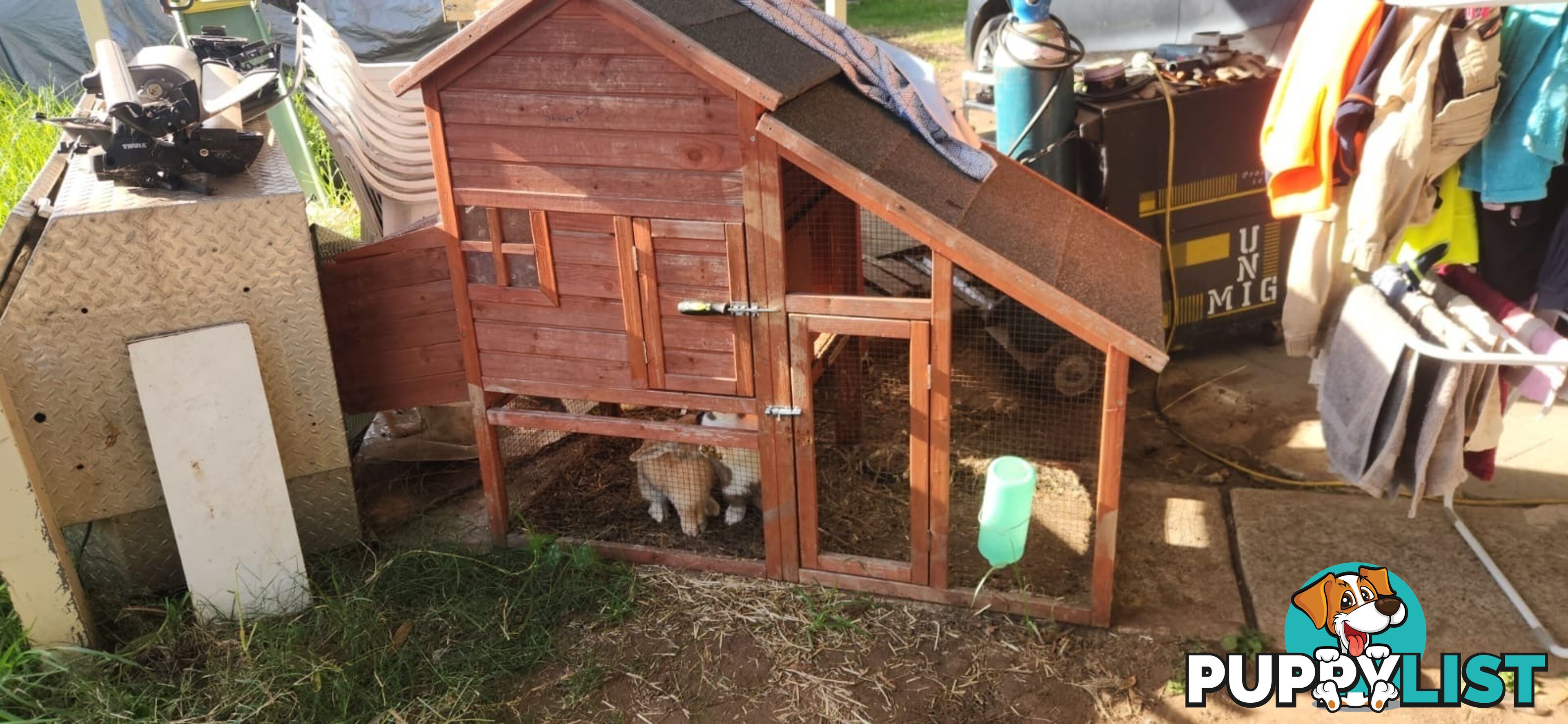 Healthy 2 Loop Rabbits + With Hutch and Cage
