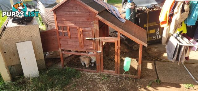 Healthy 2 Loop Rabbits + With Hutch and Cage