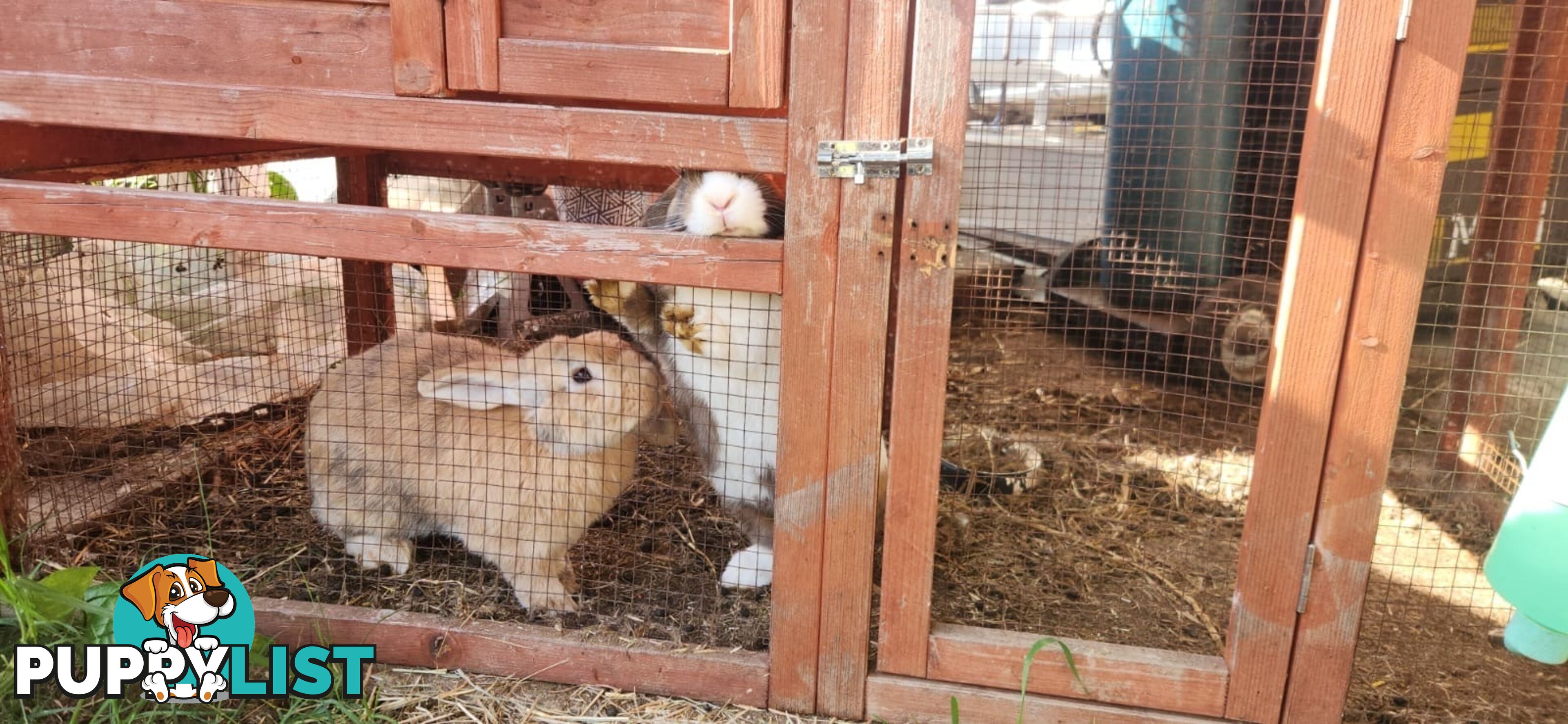 Healthy 2 Loop Rabbits + With Hutch and Cage