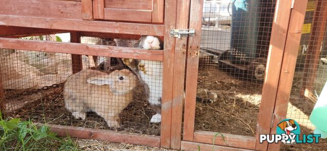 Healthy 2 Loop Rabbits + With Hutch and Cage