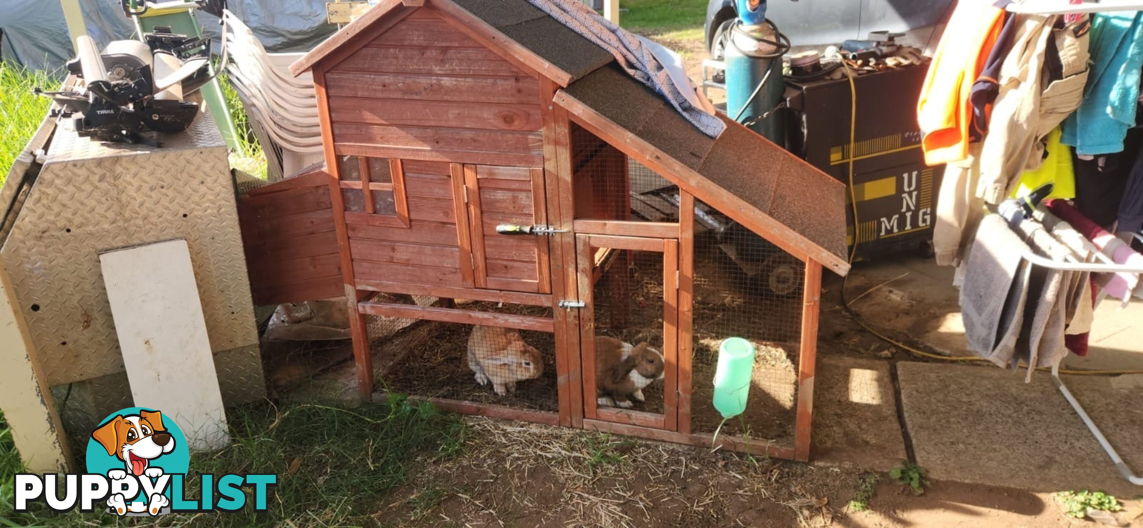 Healthy 2 Loop Rabbits + With Hutch and Cage