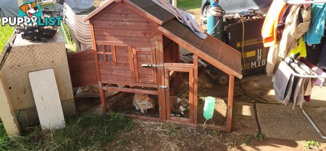 Healthy 2 Loop Rabbits + With Hutch and Cage
