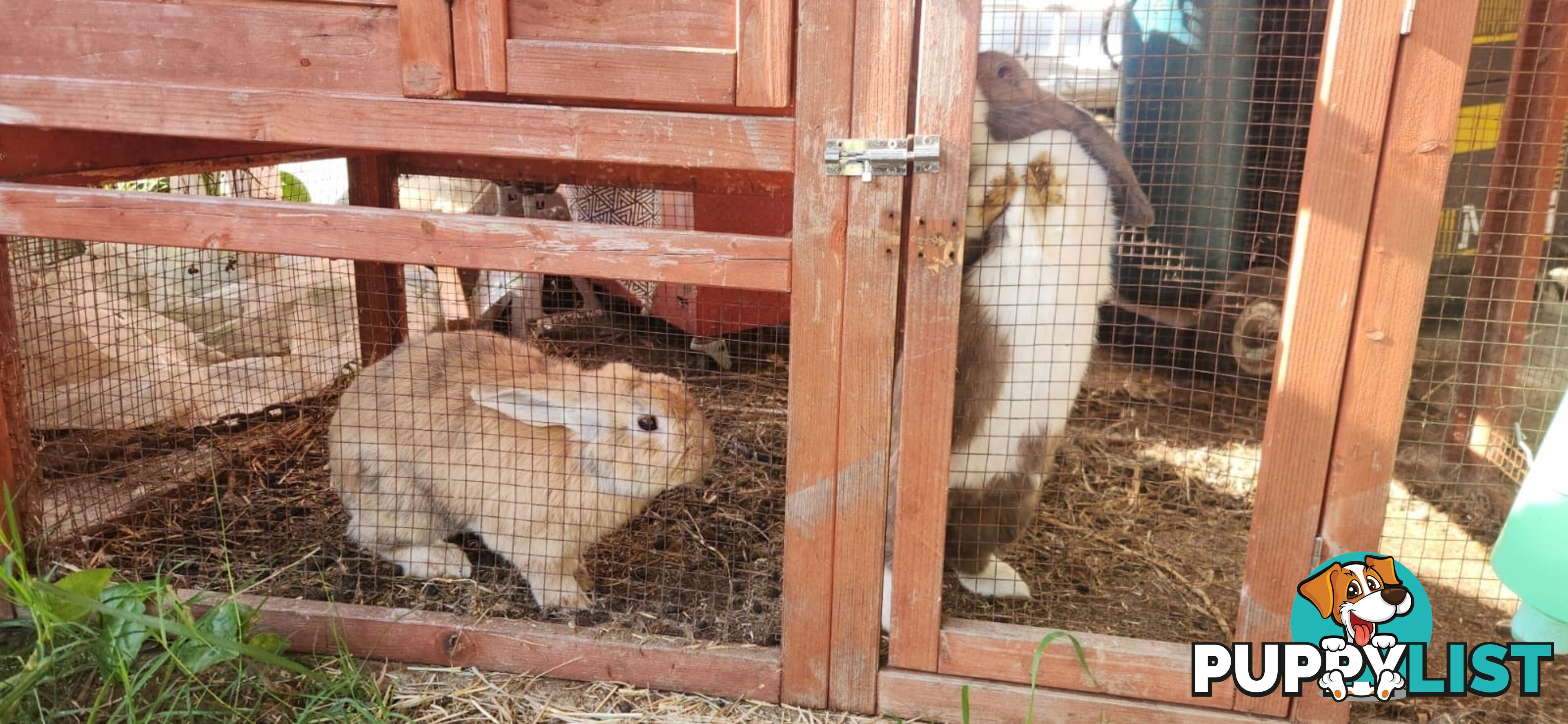 Healthy 2 Loop Rabbits + With Hutch and Cage