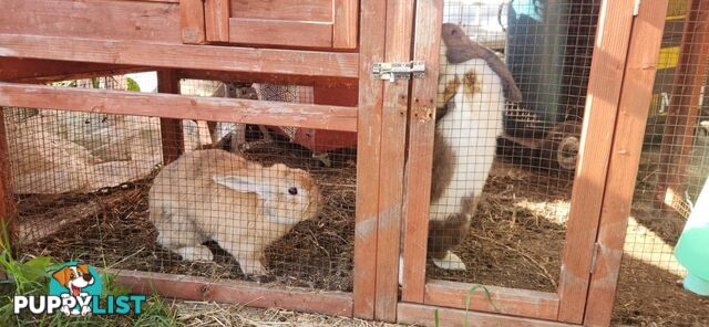 Healthy 2 Loop Rabbits + With Hutch and Cage