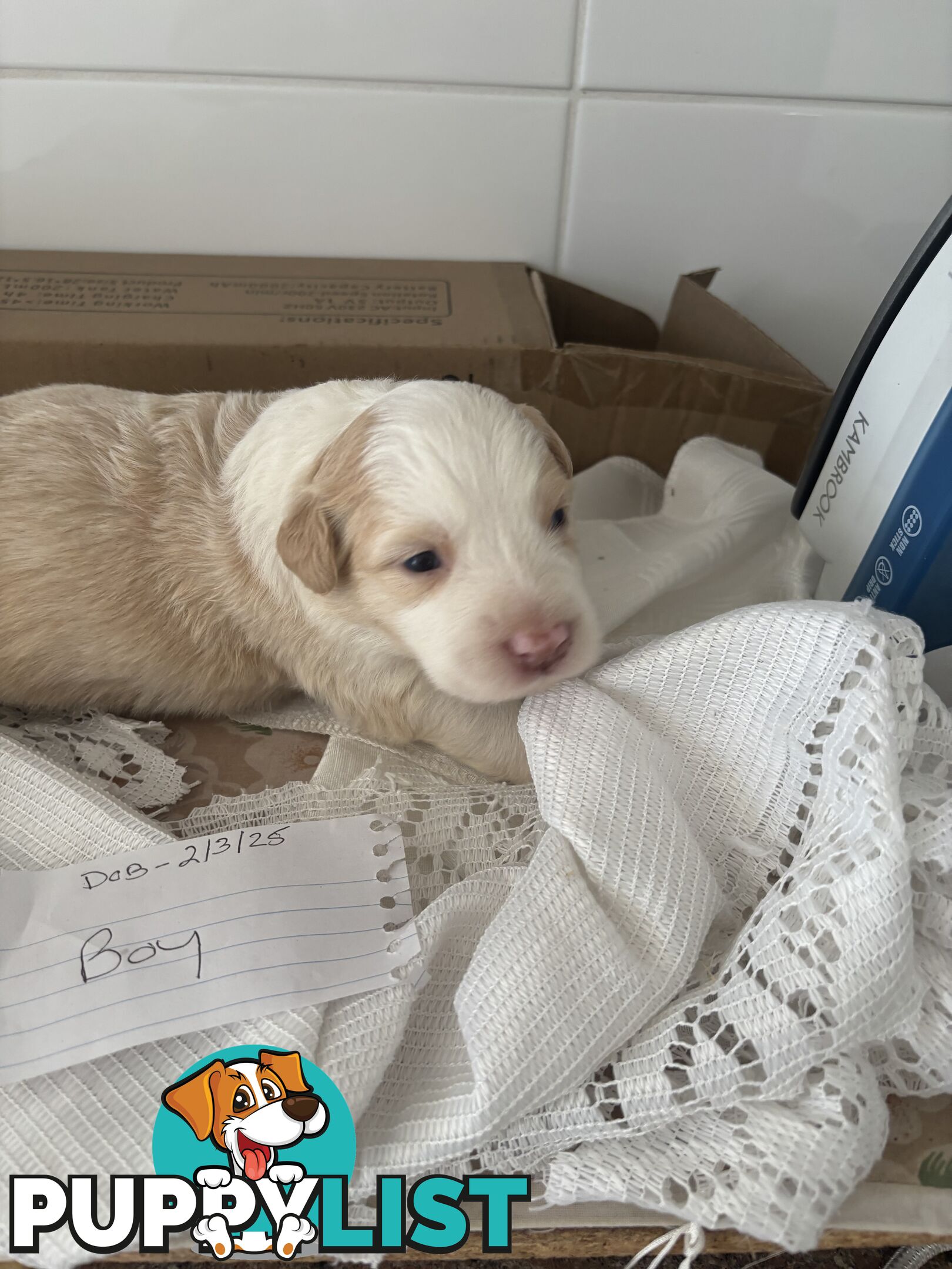 Purebred border collie pups