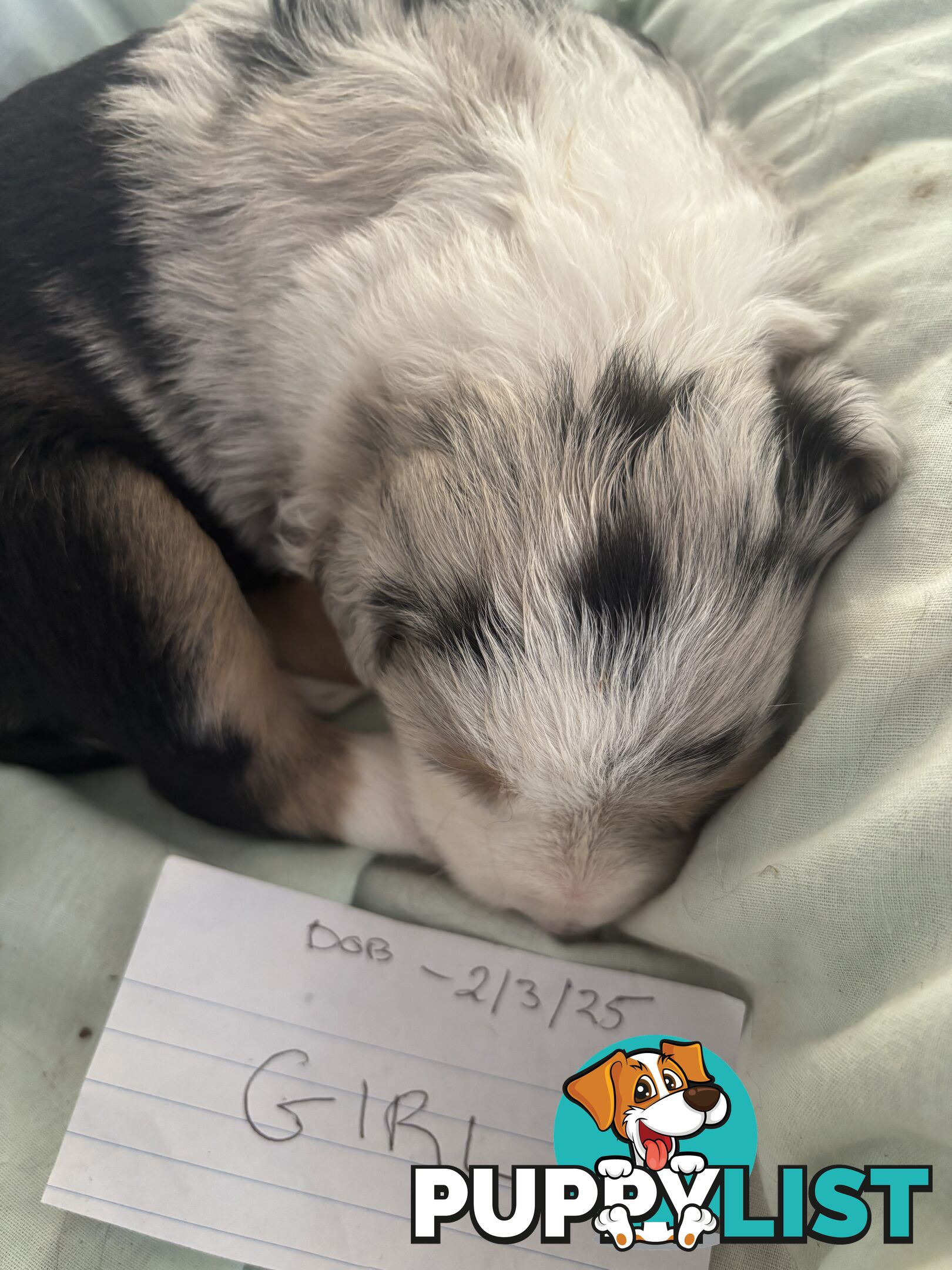 Purebred border collie pups