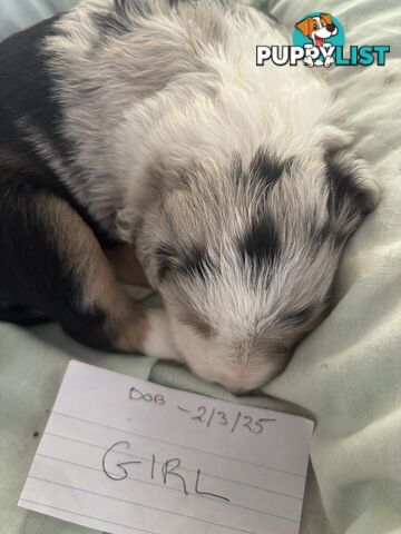 Purebred border collie pups