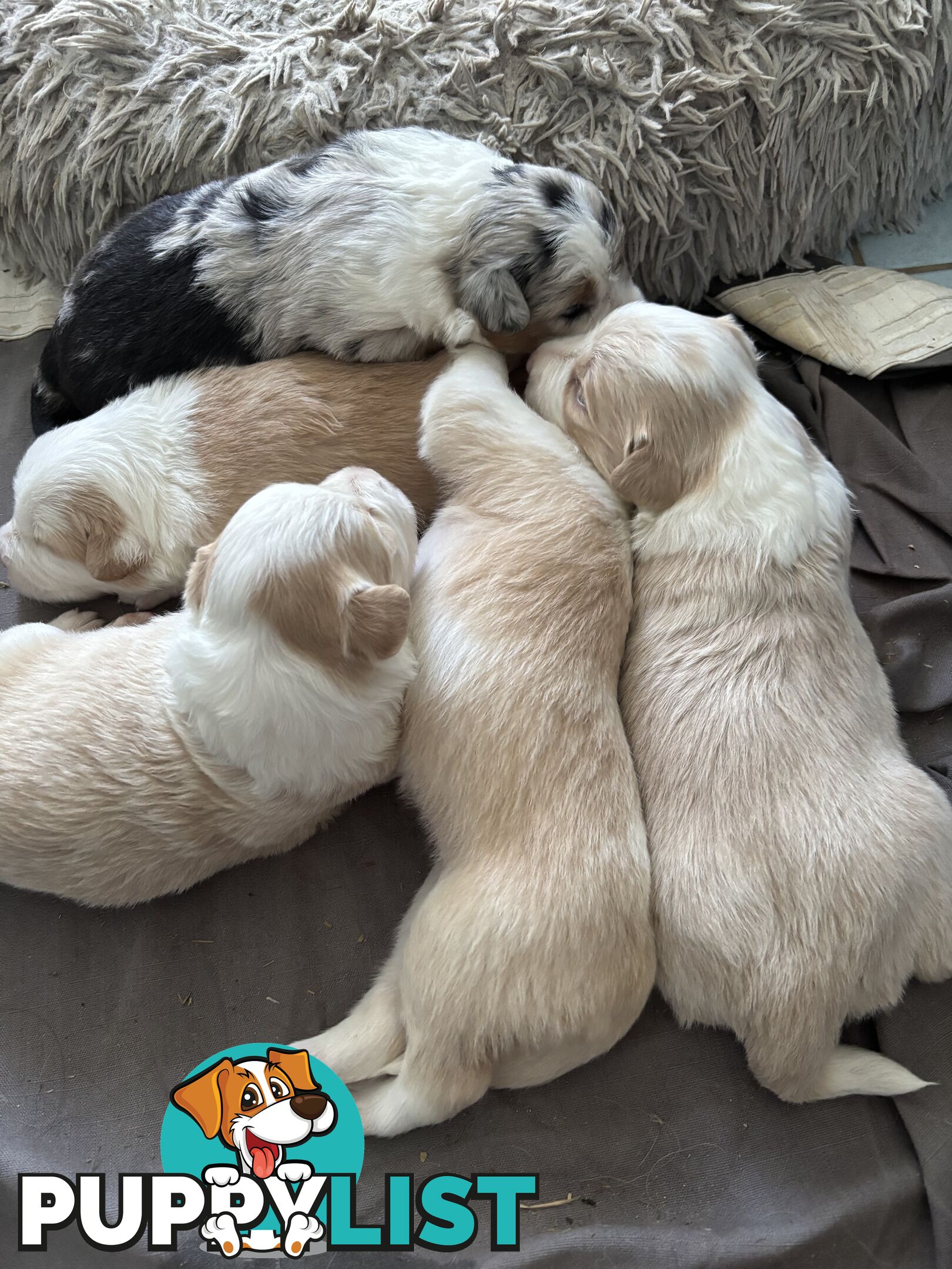 Purebred border collie pups