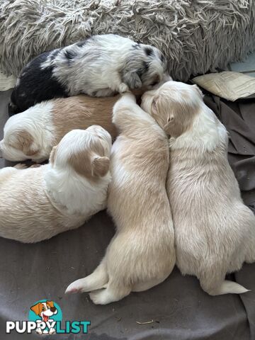 Purebred border collie pups