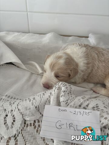 Purebred border collie pups