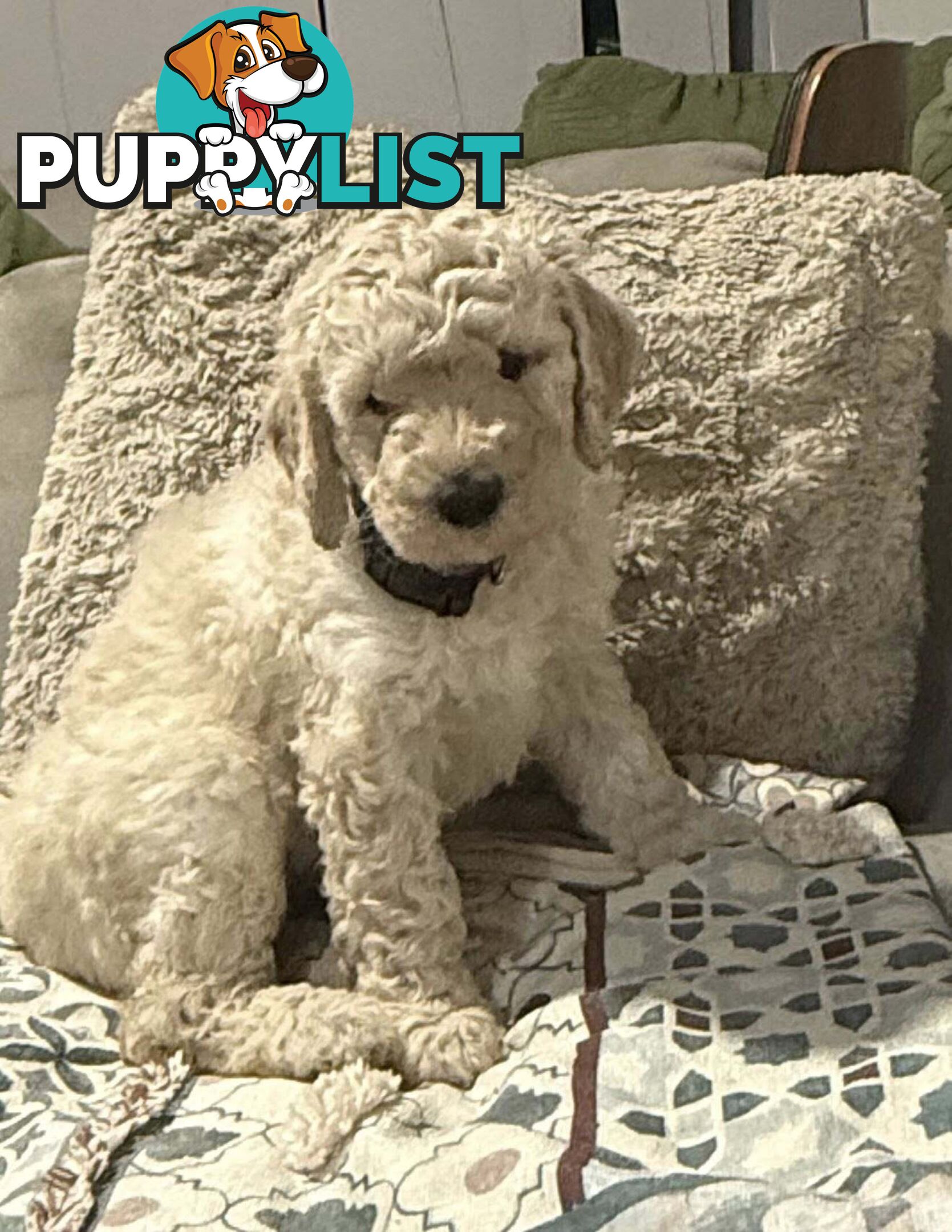 6 Loving Purebred Groodle Puppies 7 weeks old ready for their forever homes.