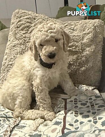 6 Loving Purebred Groodle Puppies 7 weeks old ready for their forever homes.
