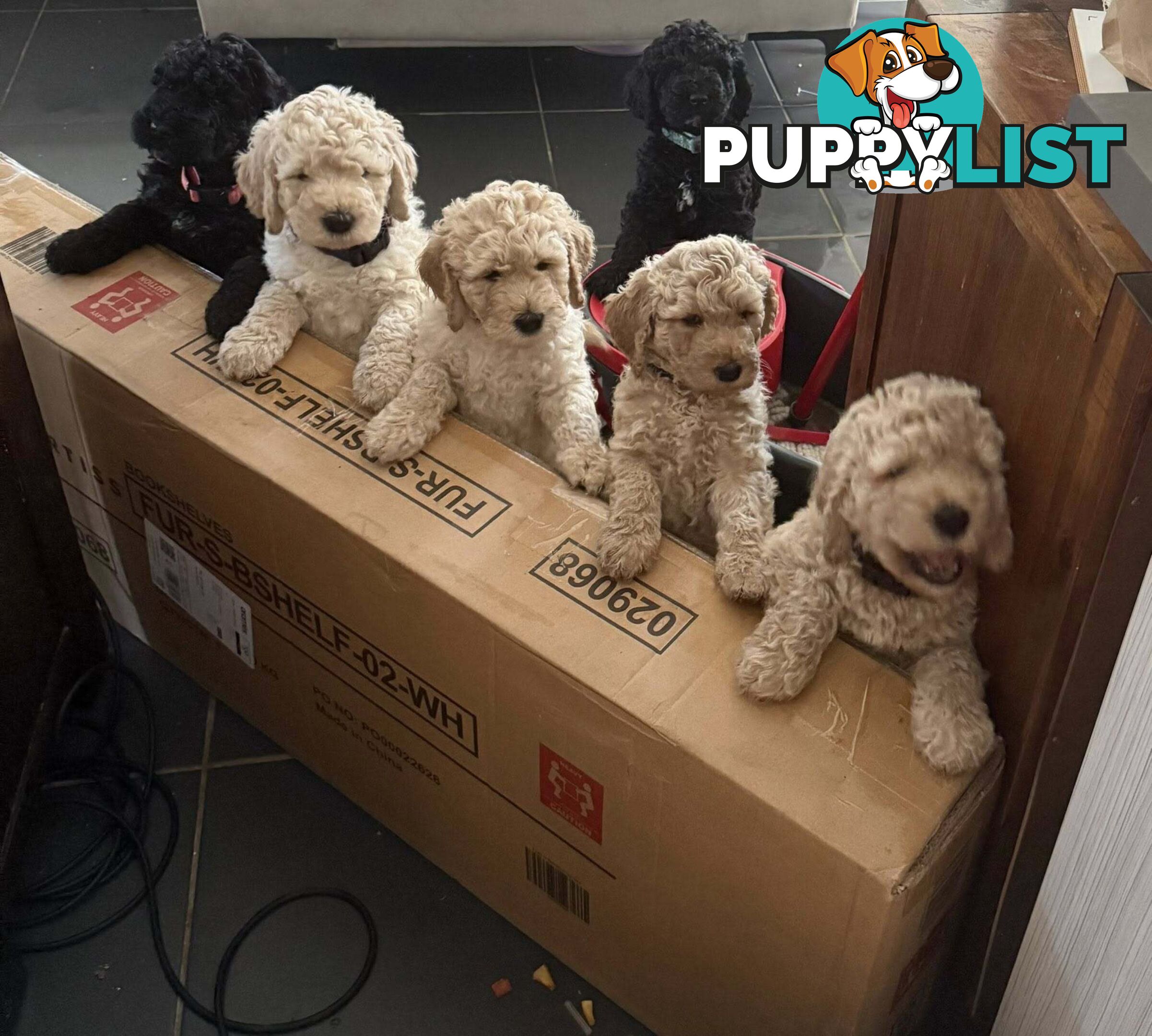 6 Loving Purebred Groodle Puppies 7 weeks old ready for their forever homes.
