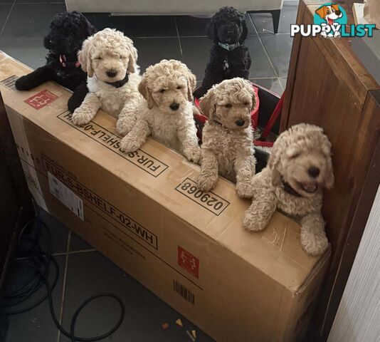 6 Loving Purebred Groodle Puppies 7 weeks old ready for their forever homes.