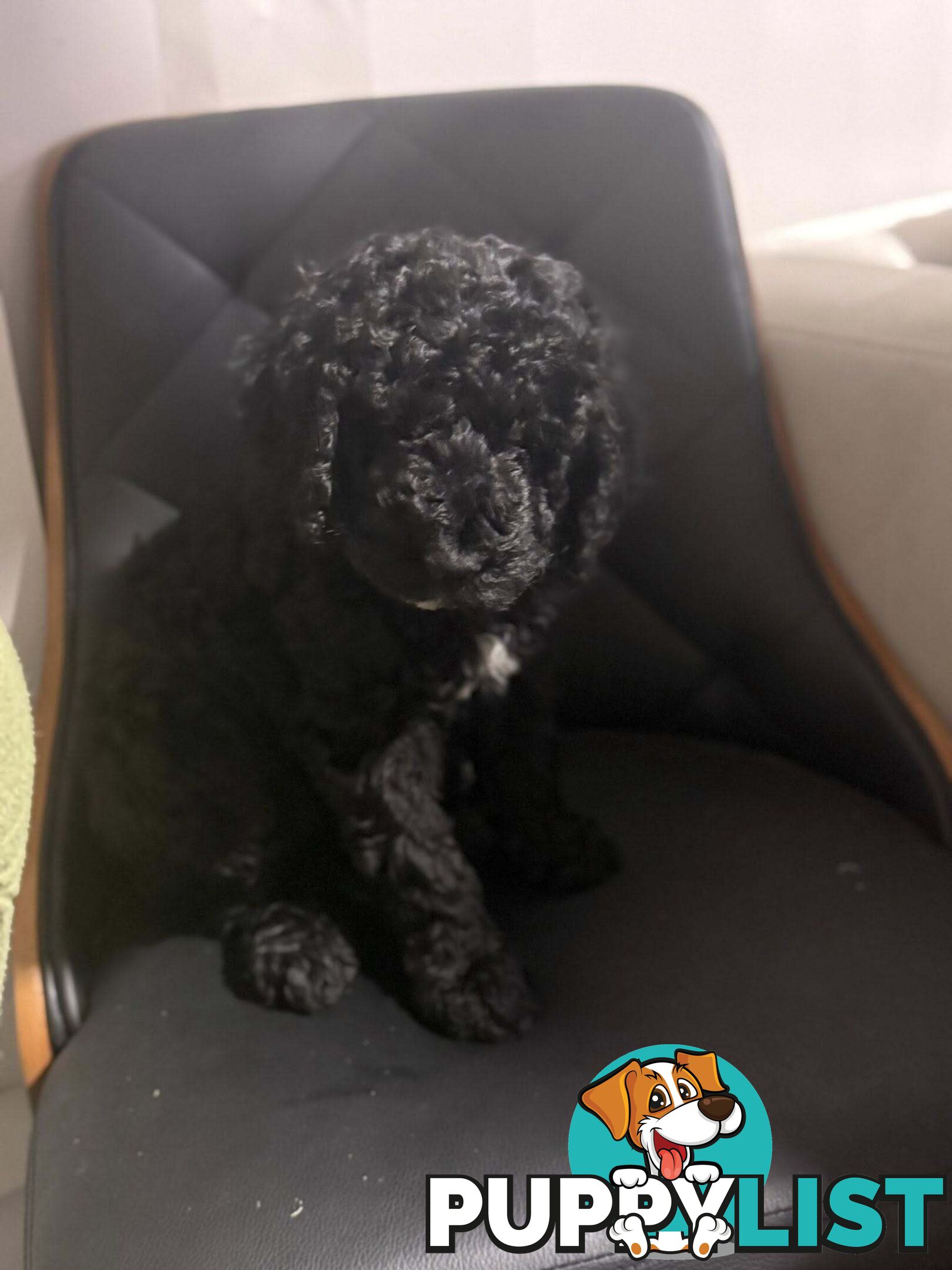 6 Loving Purebred Groodle Puppies 7 weeks old ready for their forever homes.
