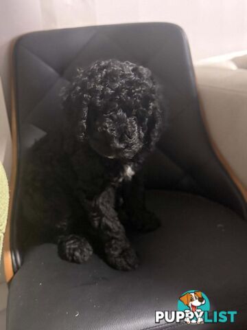 6 Loving Purebred Groodle Puppies 7 weeks old ready for their forever homes.
