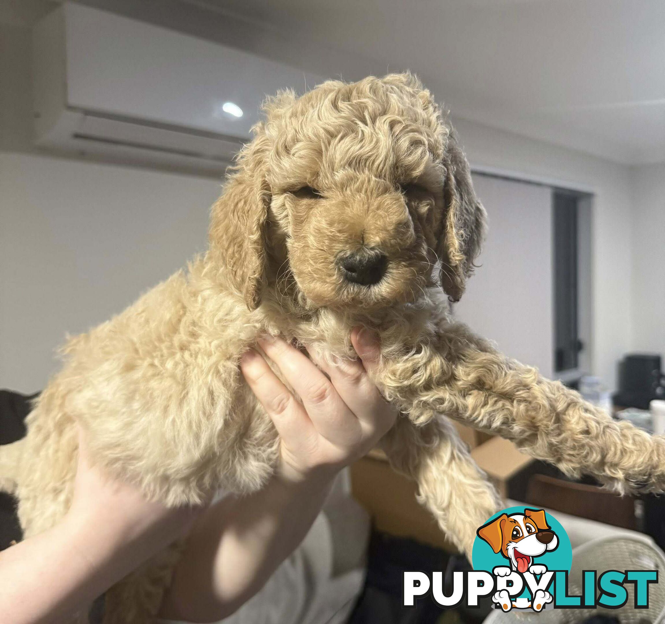 6 Loving Purebred Groodle Puppies 7 weeks old ready for their forever homes.