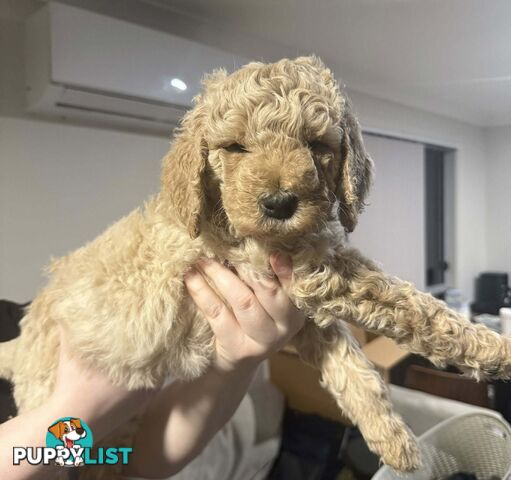 6 Loving Purebred Groodle Puppies 7 weeks old ready for their forever homes.