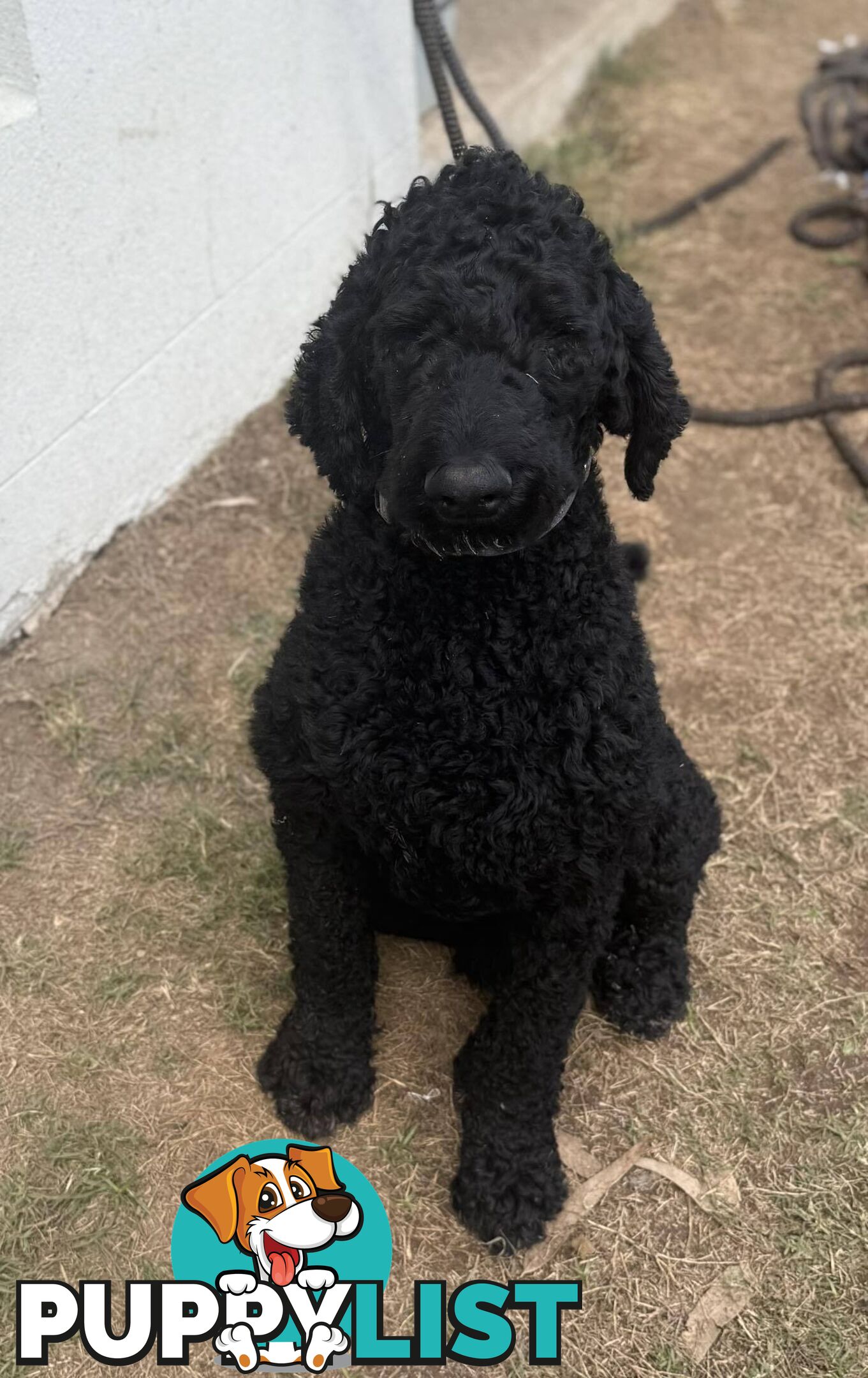 6 Loving Purebred Groodle Puppies 7 weeks old ready for their forever homes.