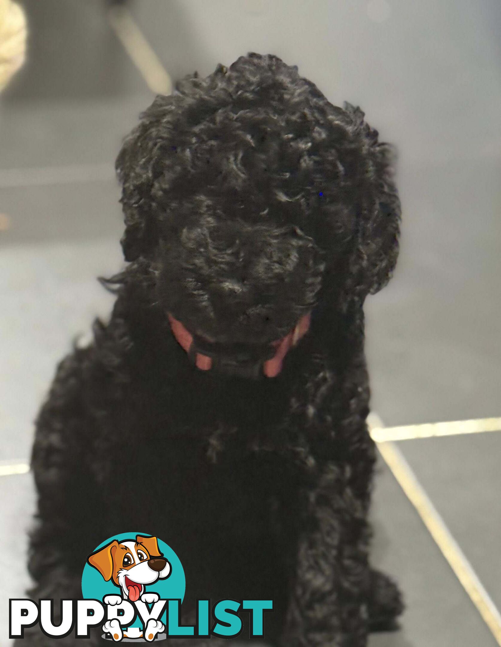 6 Loving Purebred Groodle Puppies 7 weeks old ready for their forever homes.