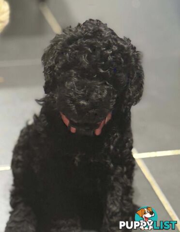 6 Loving Purebred Groodle Puppies 7 weeks old ready for their forever homes.