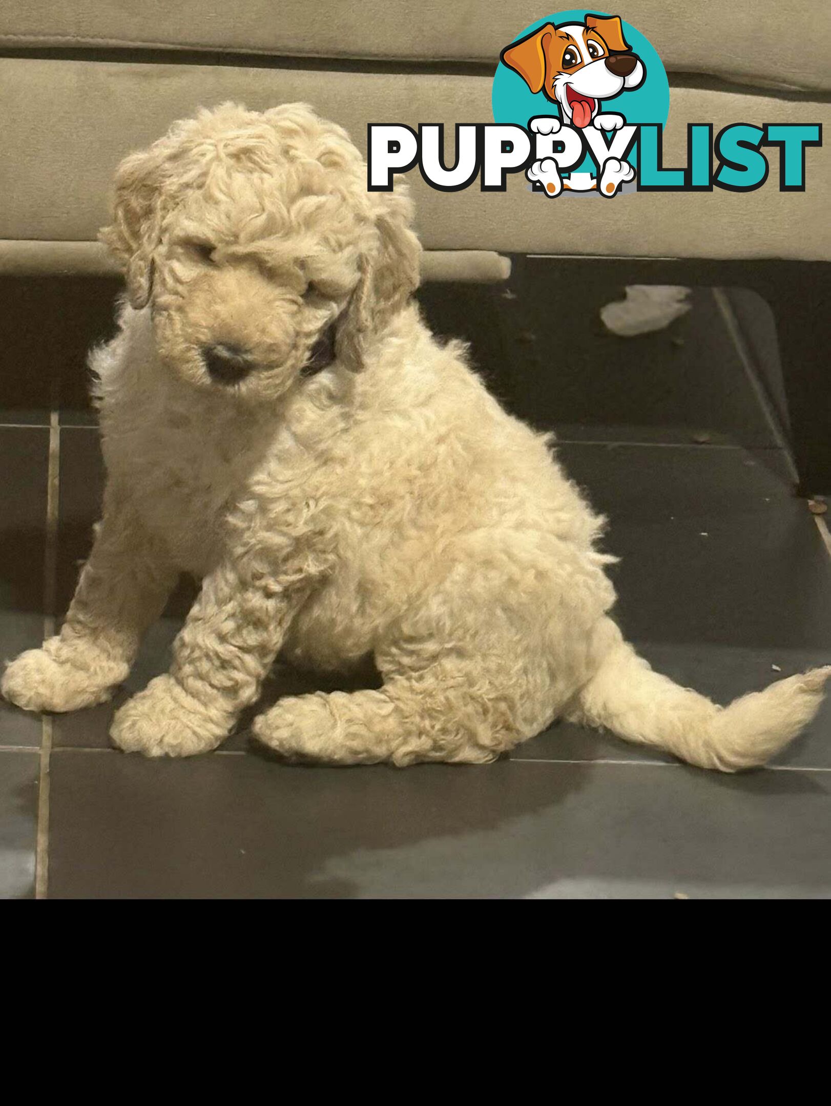 6 Loving Purebred Groodle Puppies 7 weeks old ready for their forever homes.