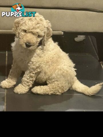6 Loving Purebred Groodle Puppies 7 weeks old ready for their forever homes.