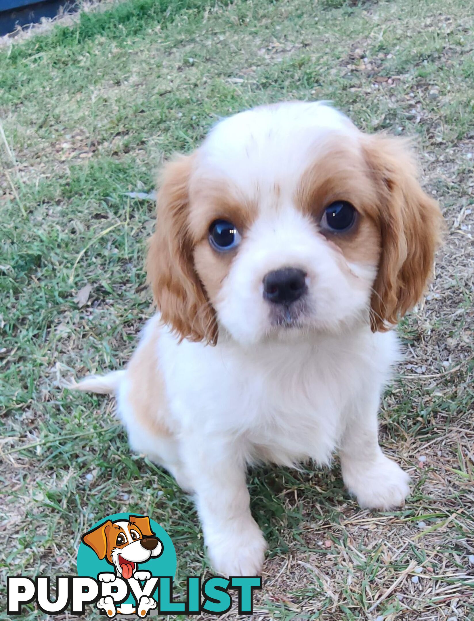 Cavalier King Charles Spaniel Pups