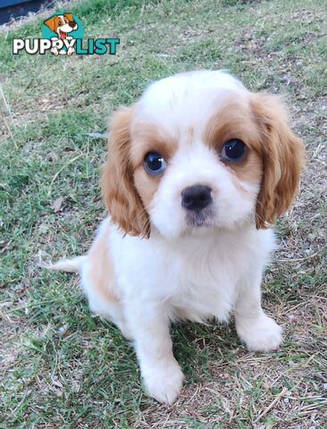 Cavalier King Charles Spaniel Pups