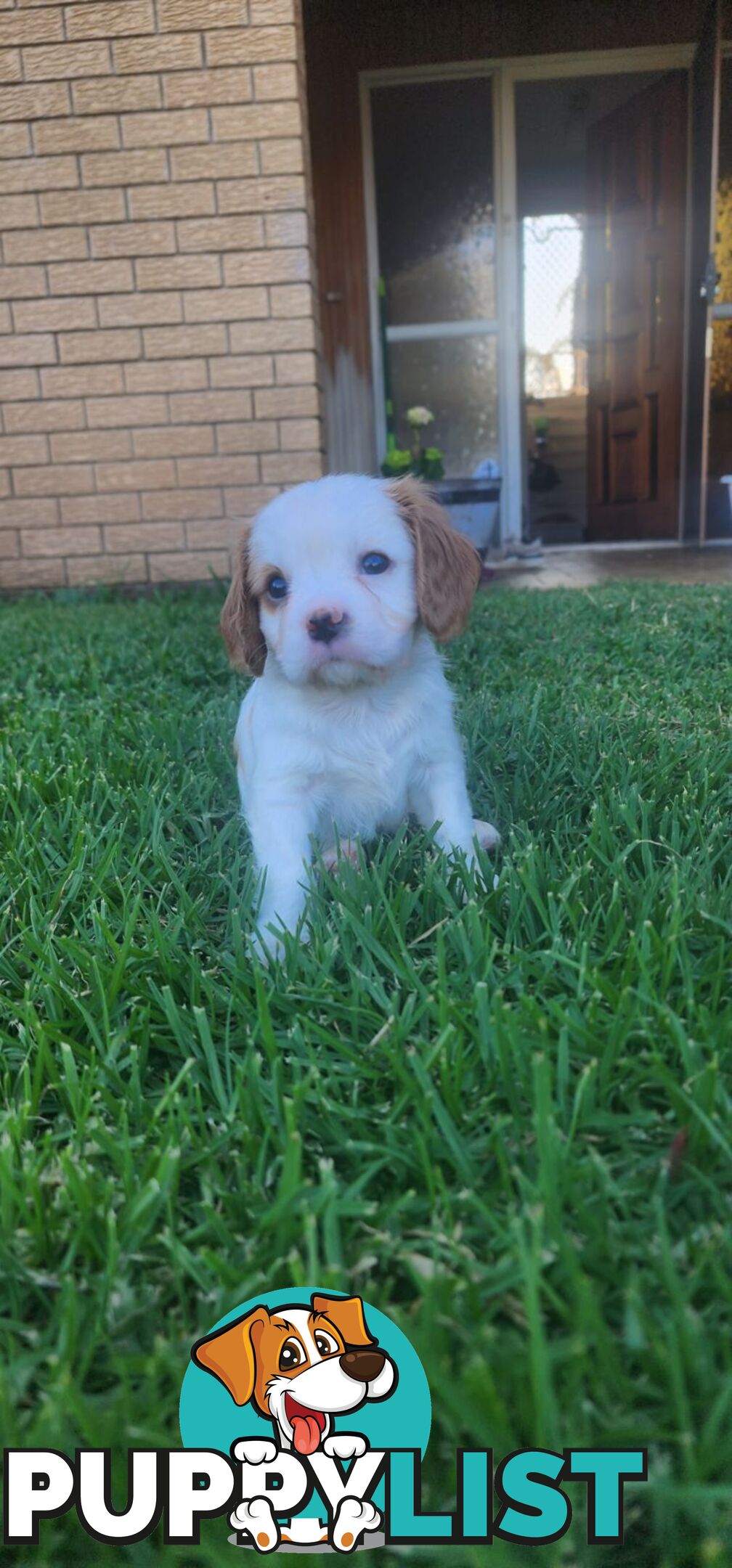 Cavalier King Charles Spaniel Pups