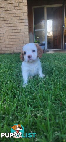 Cavalier King Charles Spaniel Pups