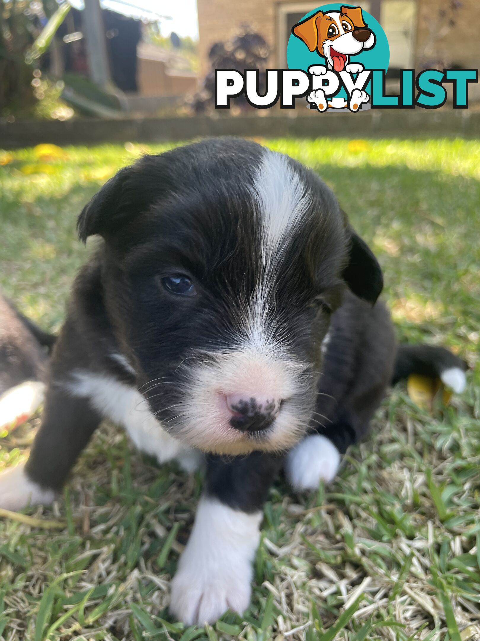 Border Collie puppies for sale