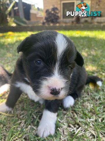 Border Collie puppies for sale