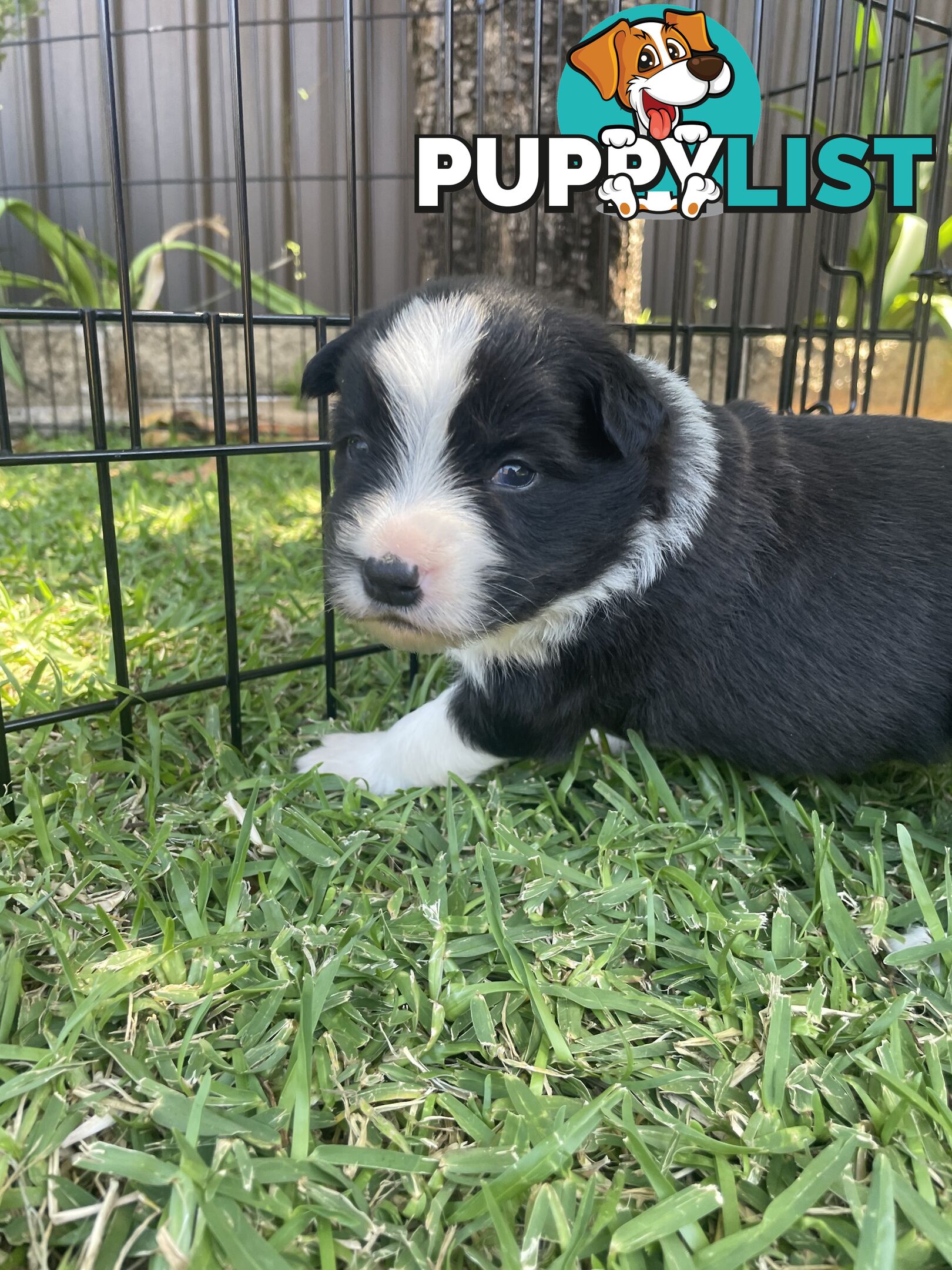 Border Collie puppies for sale