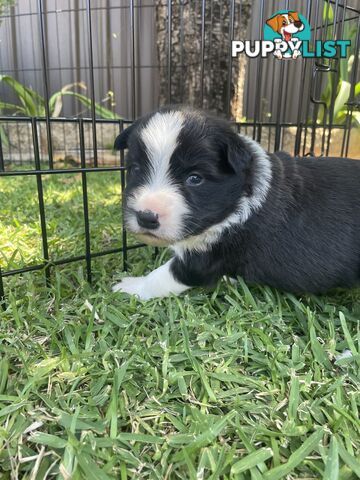 Border Collie puppies for sale