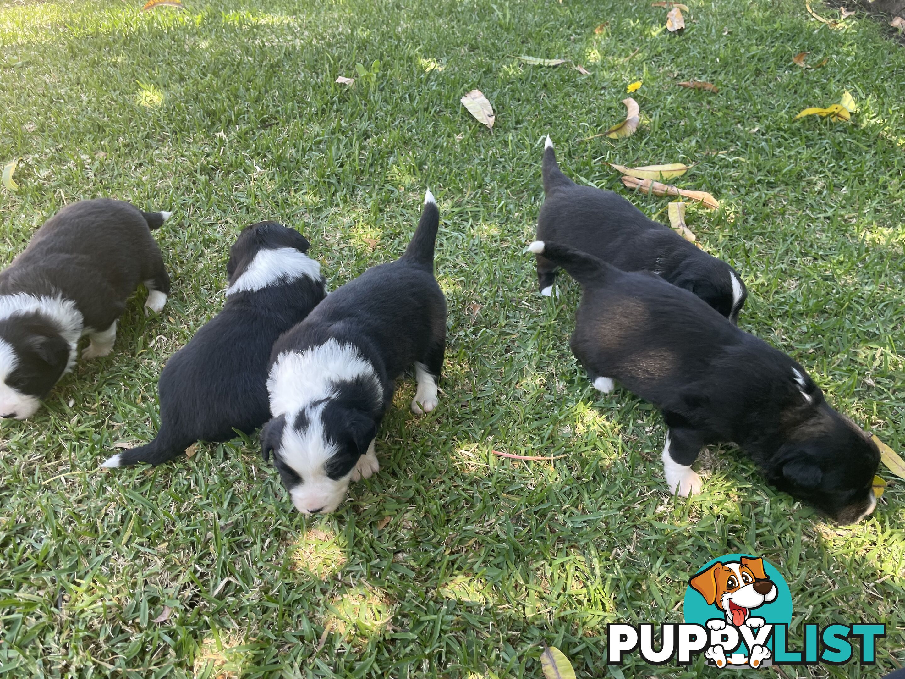 Border Collie puppies for sale