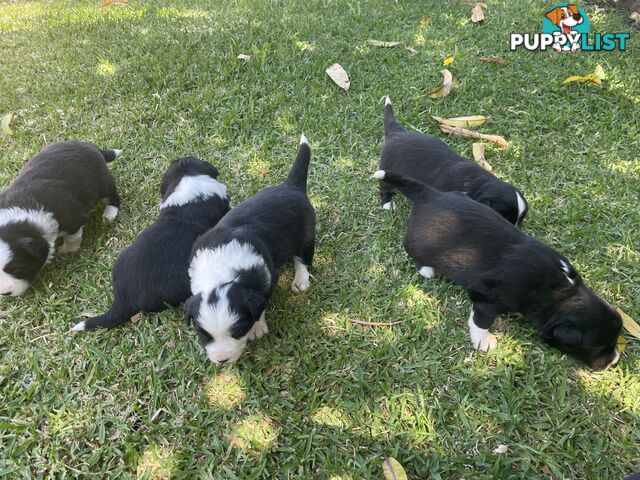 Border Collie puppies for sale