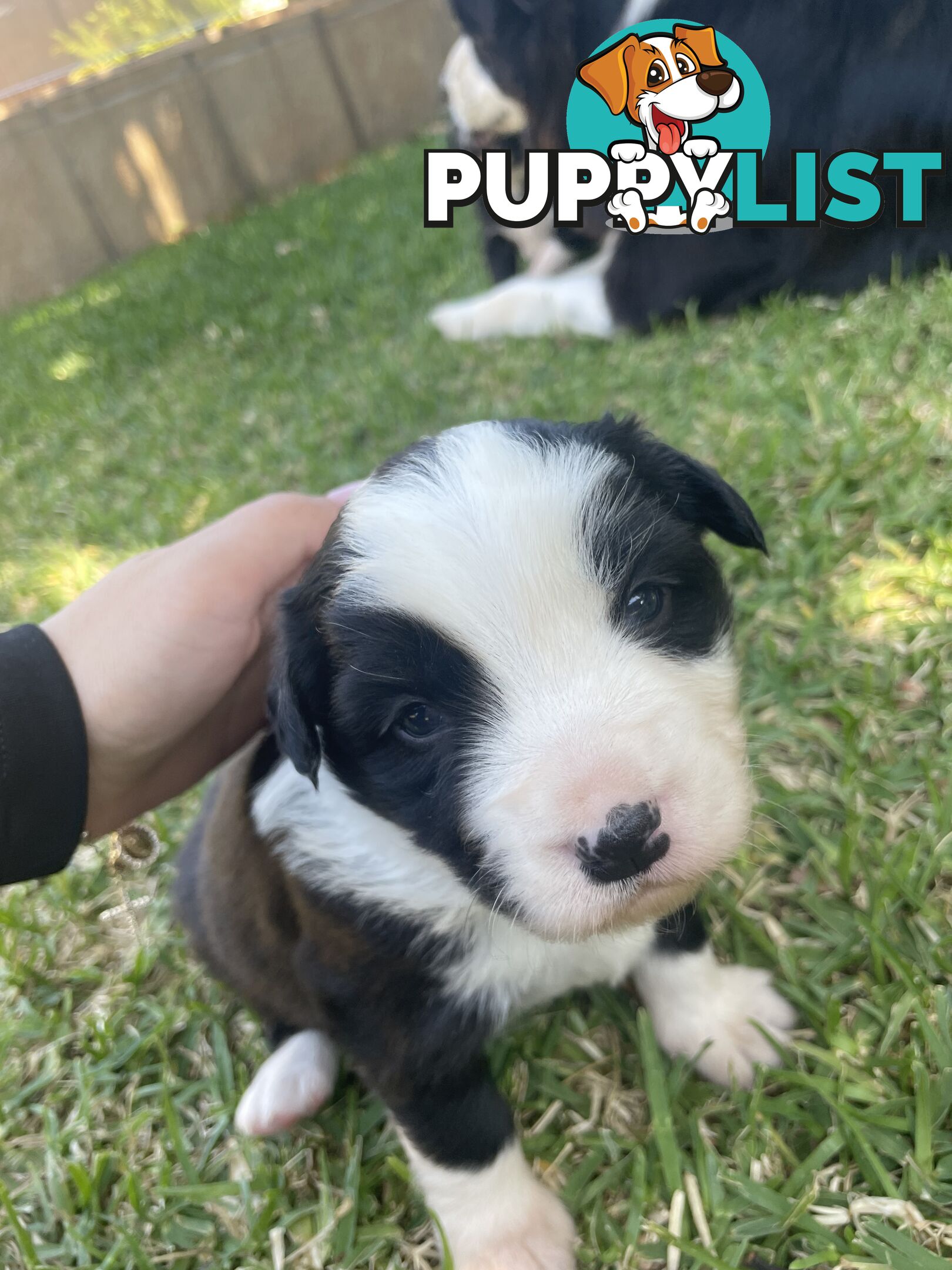 Border Collie puppies for sale