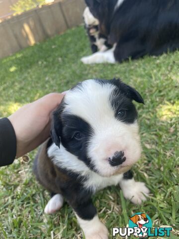 Border Collie puppies for sale