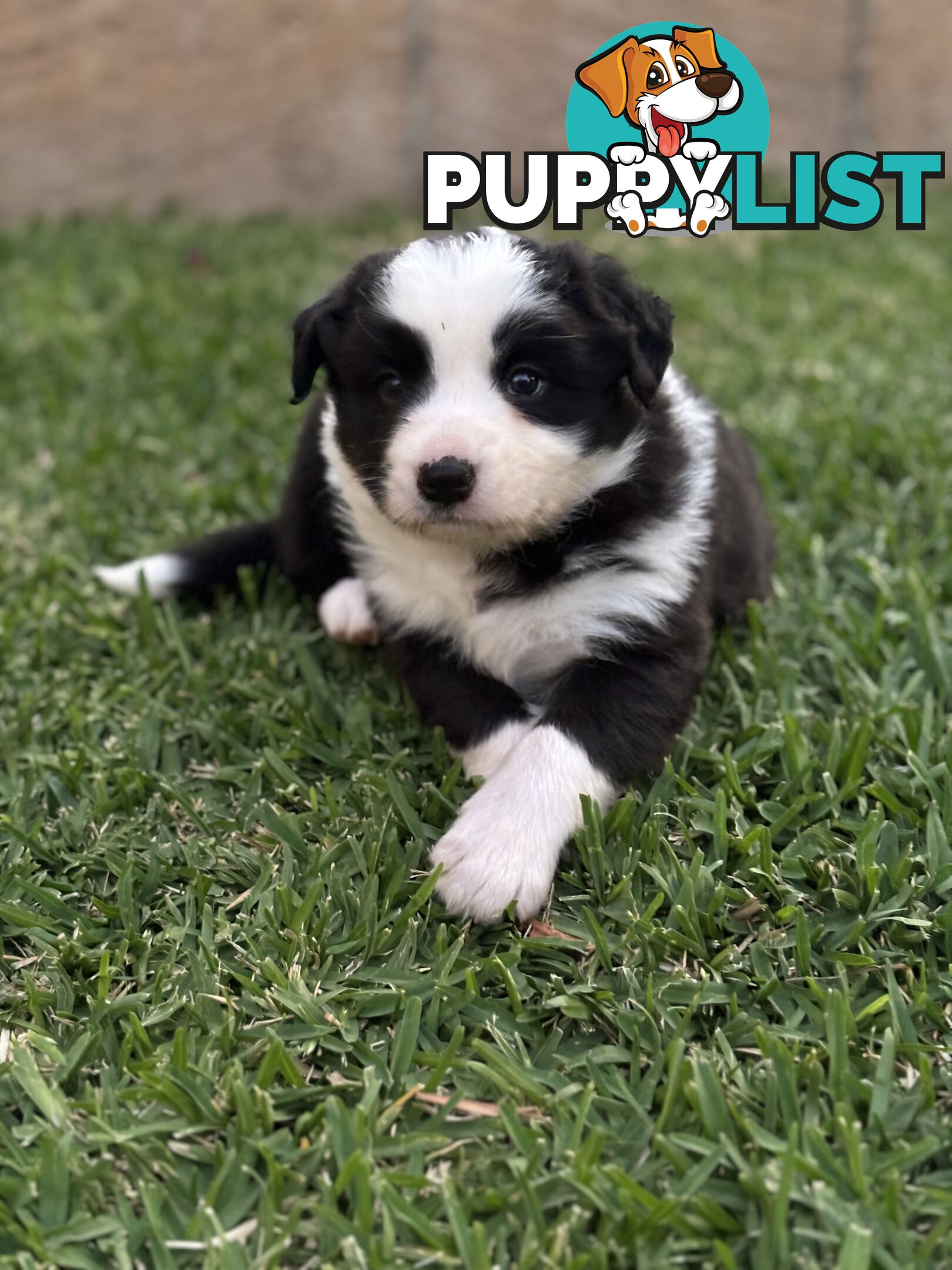 Border Collie puppies for sale