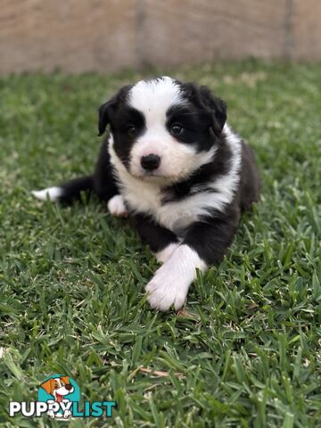 Border Collie puppies for sale