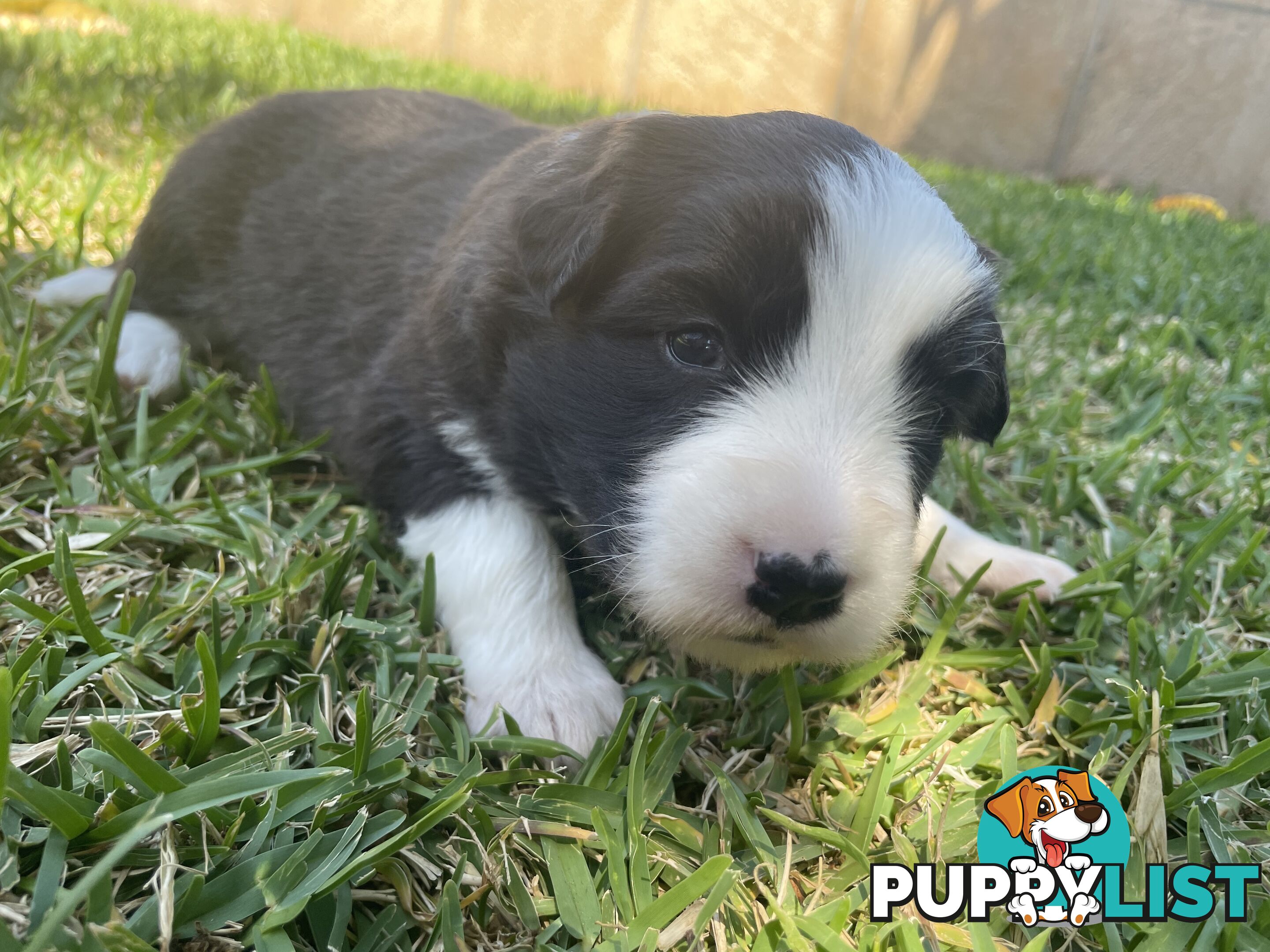 Border Collie puppies for sale