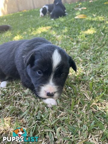 Border Collie puppies for sale